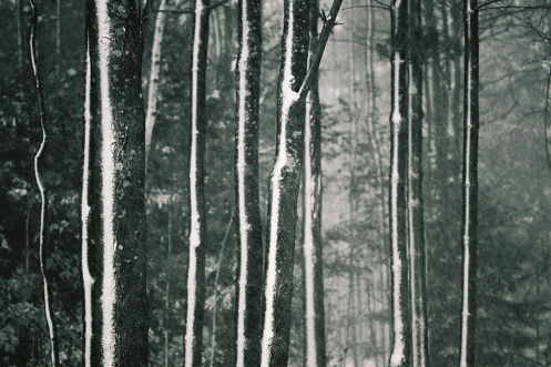 Winter Trees - photo by Al Belote